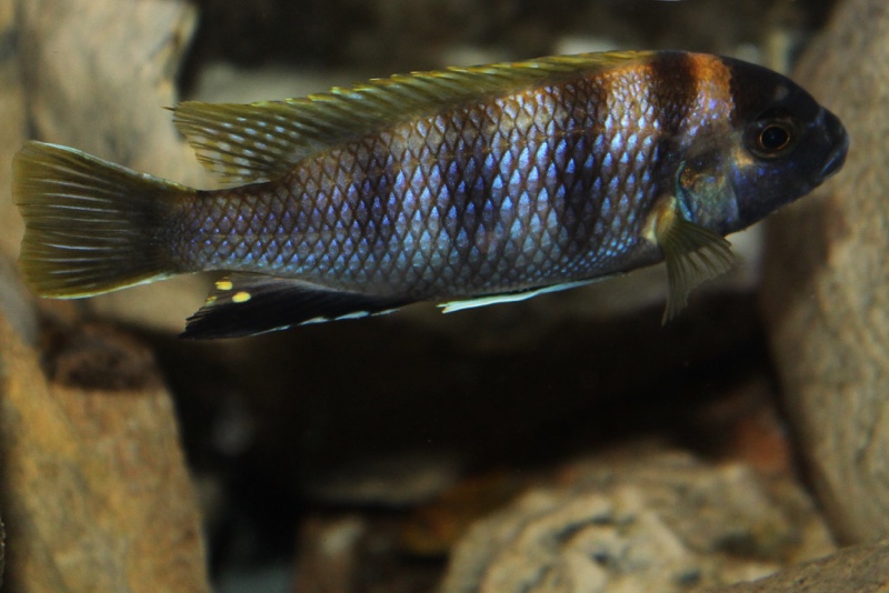 Pseudotropheus livingstonii 'Liuli'
